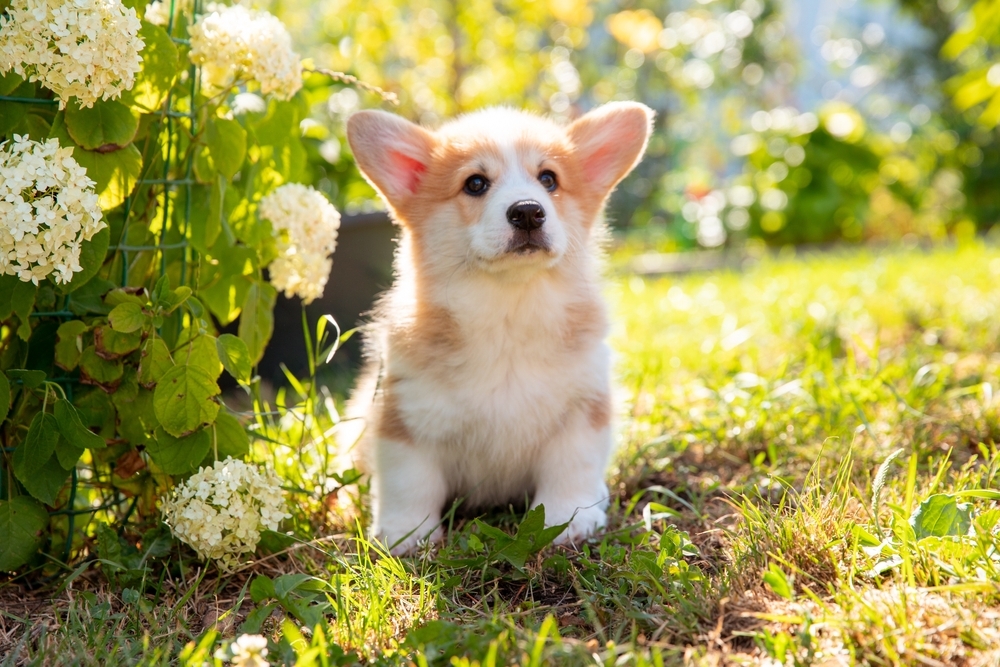 a-welsh-corgi-puppy-on-a-(2).jpg