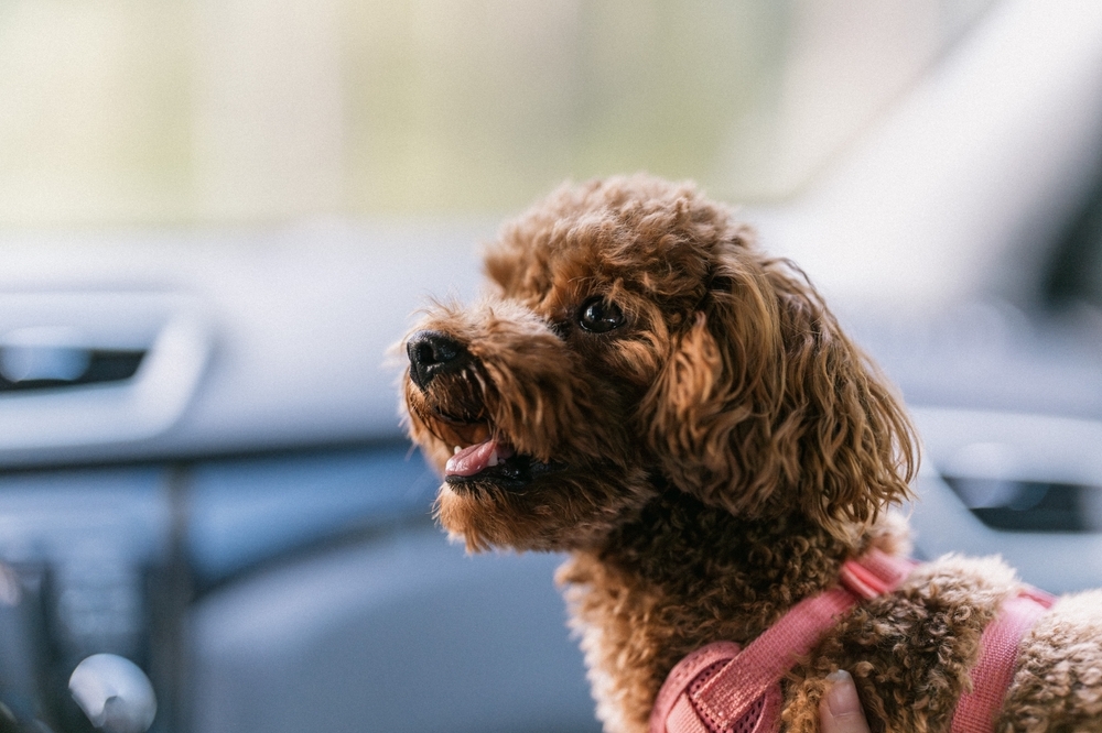 a-brown-toy-poodle-breed-(2).jpg