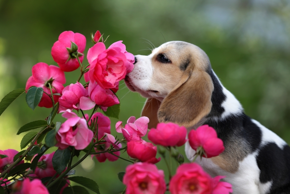 cute-beagle-puppy-in-the-(2).jpg