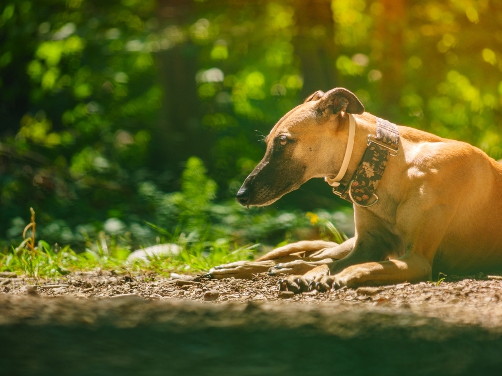 purebred-dog-greyhound-i-(2).jpg