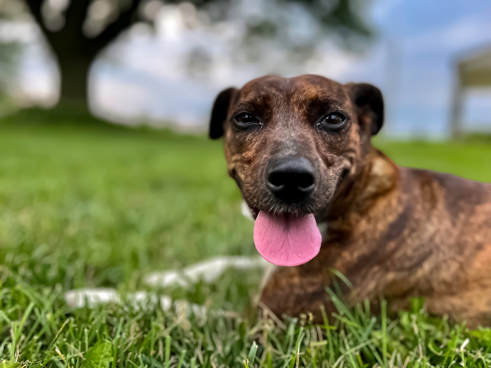 small-brown-dog-looking-(1).jpg